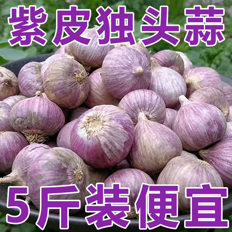 2026新挖紫皮独头蒜新鲜大蒜干蒜新蒜果大蒜头新鲜农家整箱精选