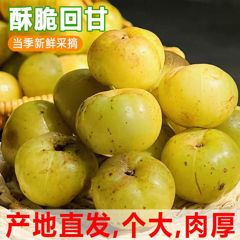 油柑鲜果油甘果新鲜油柑子余甘果橄榄果余甘子柚牛甘水果普宁5斤