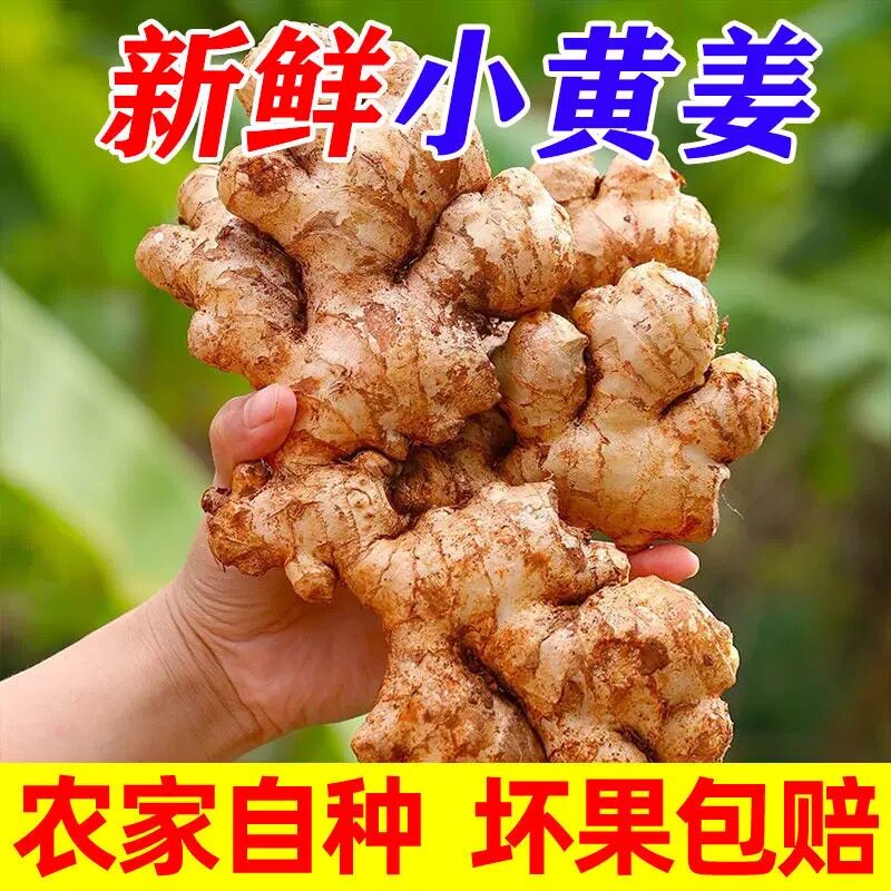 正宗云南新鲜小黄姜生姜干老姜嫩姜土姜子姜现挖高山沙姜5斤整箱