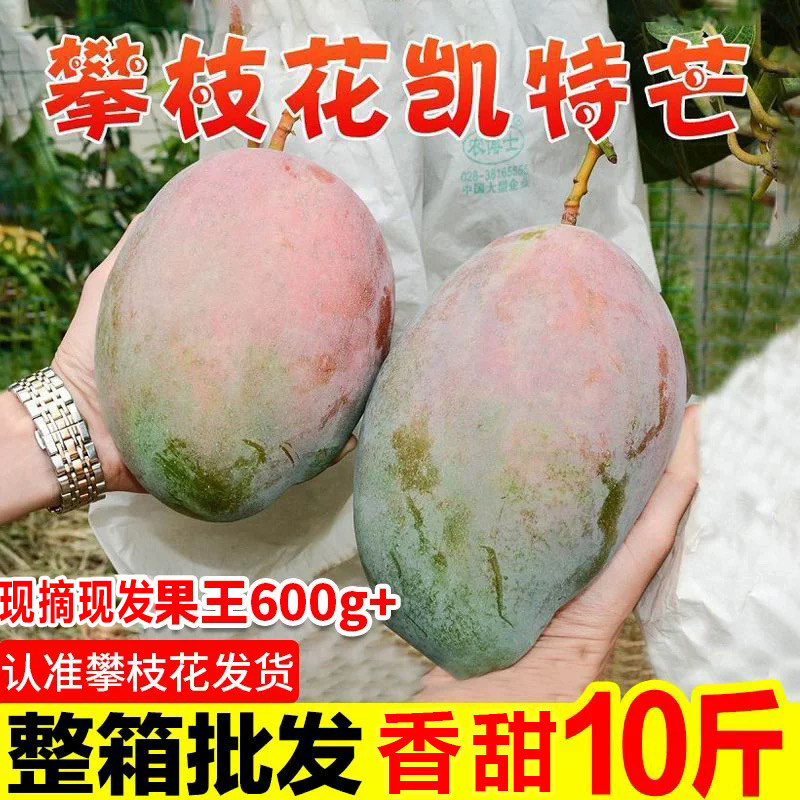 四川攀枝花凯特芒果5-9斤新鲜水果当季整箱忙青皮特大芒果现货