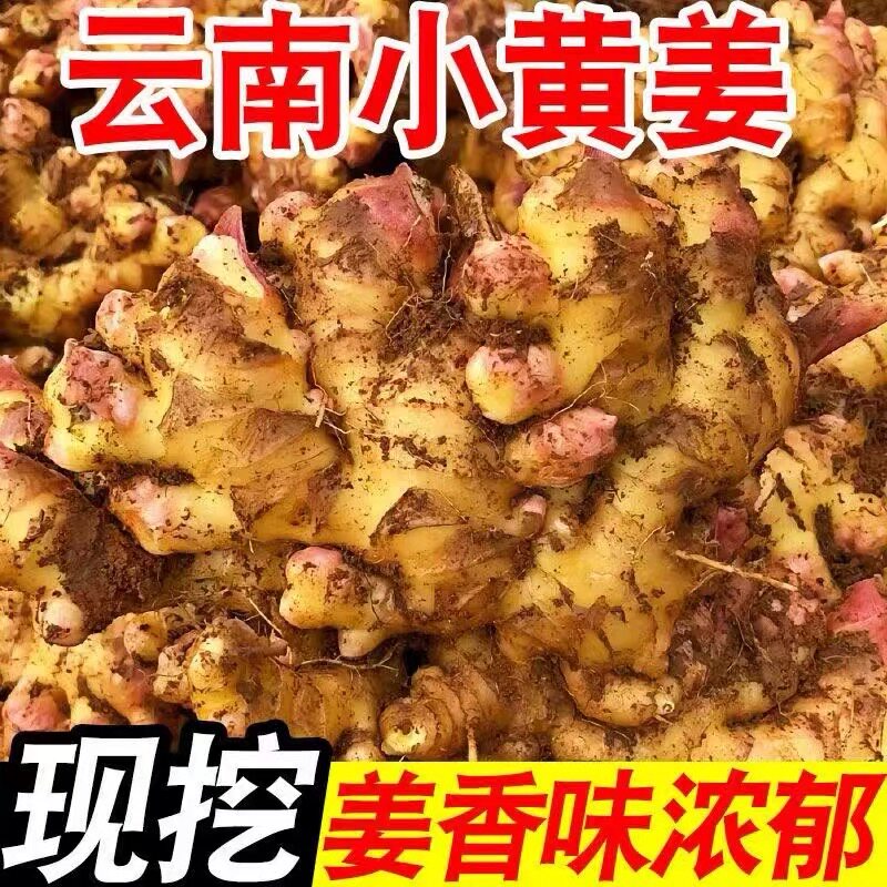 正宗云南小黄姜5斤新鲜生姜老姜批发沙姜蔬菜嫩姜仔姜整箱包邮10