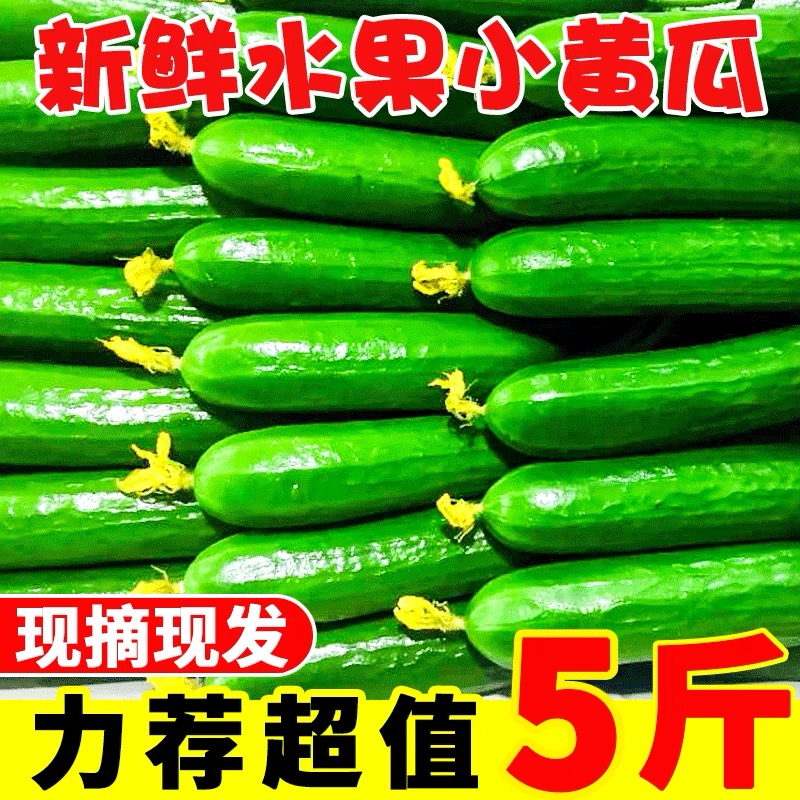 【新店冲量】荷兰水果小黄瓜新鲜生吃现摘时令蔬菜脆甜青瓜5斤装
