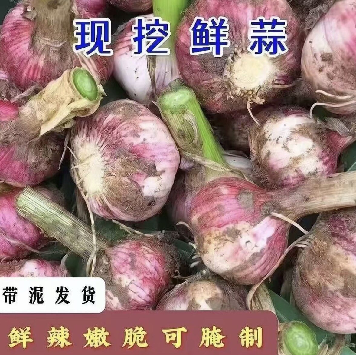 2026年 新鲜大蒜头 现挖新蒜河南大蒜腌制糖醋蒜嫩蒜子 杞县大蒜
