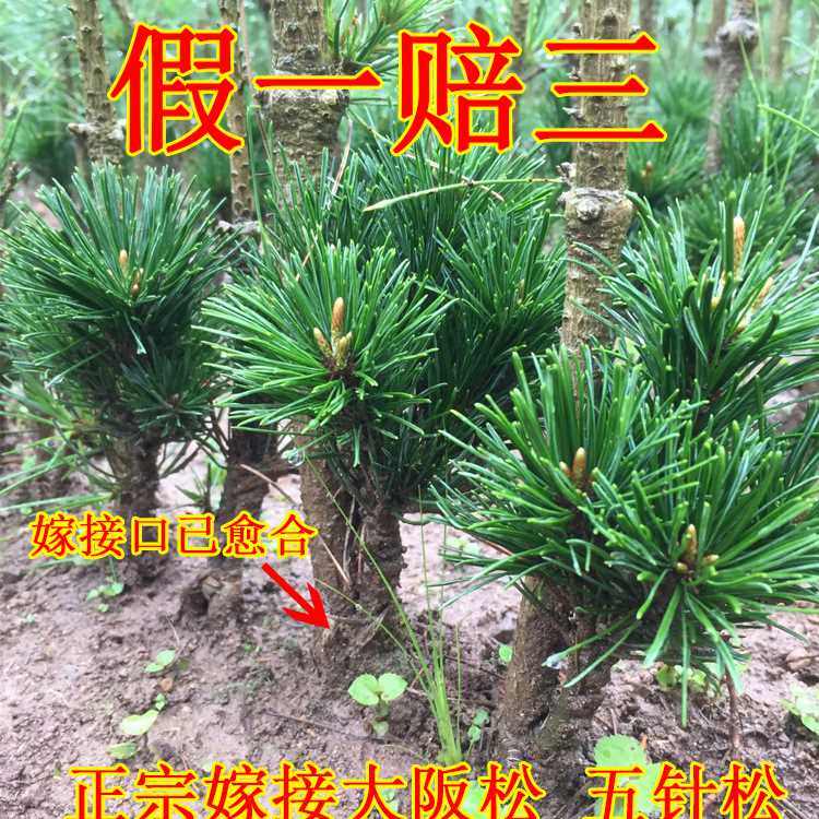 嫁接日本短针五针松大阪松小苗千寿丸盆景造型素材那须宫岛大坂松