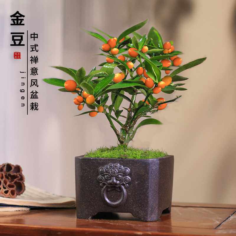 金豆盆栽小金桔办公室桌绿植室内观果植物好养小盆景花卉盆栽秋冬
