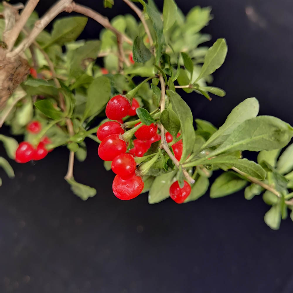 枸杞盆景 小树桩盆栽 野生红枸杞小果子和大果子品种