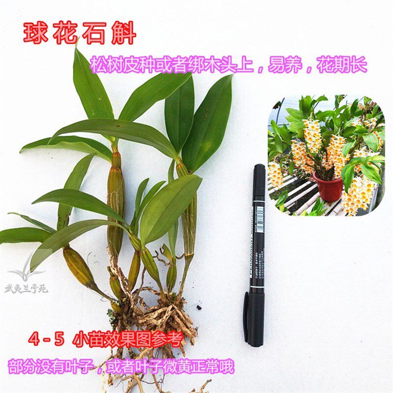 新品石斛小苗f铁皮石斛盆栽鼓槌球花叠鞘报春金钗天宫春石斛兰花