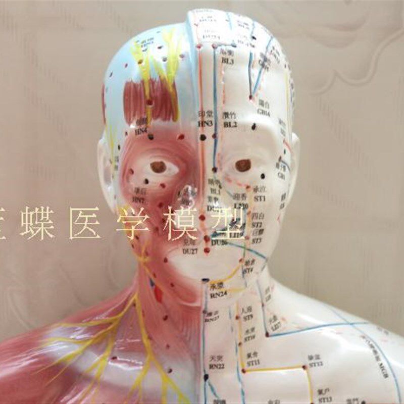 极速170CM人体针灸模型/针灸人模型/178Kcm中医经络穴位带半边肌