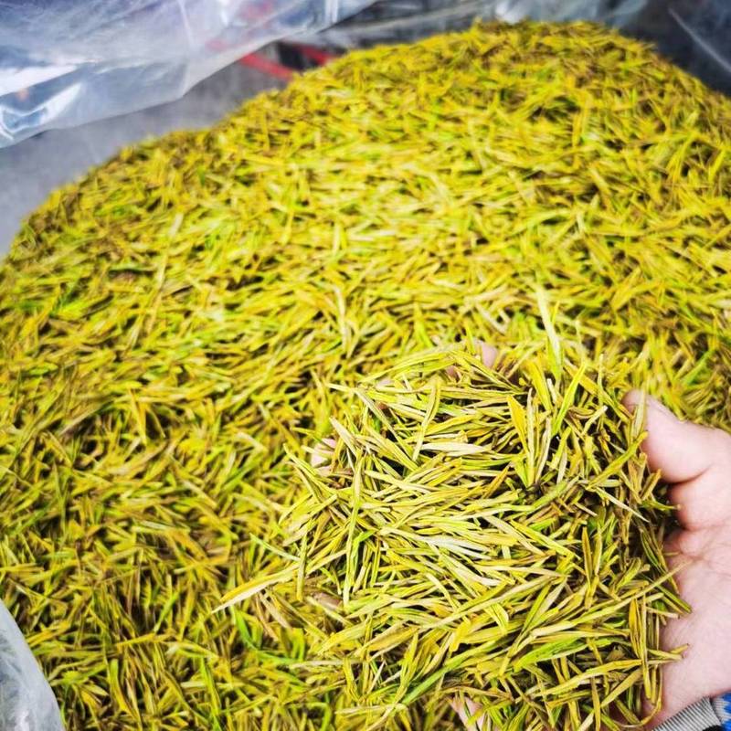 2026新茶【黄金芽】正宗浓香一级谷雨前黄金芽黄金叶白茶罐装礼盒