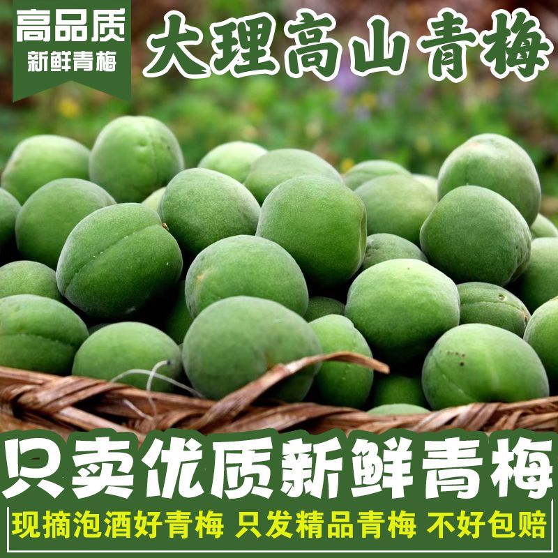 新鲜青梅果青梅云南大理散装酸梅子泡酒青梅酒酵素果酱生梅子鲜果
