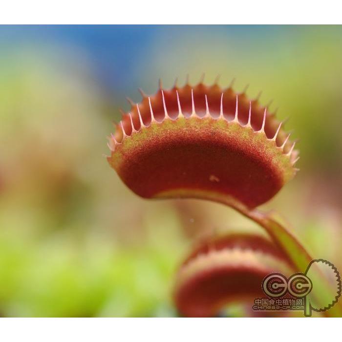 红色日落捕蝇草DM.Clayton's Red Sunset食虫草驱蚊草食虫植-封面