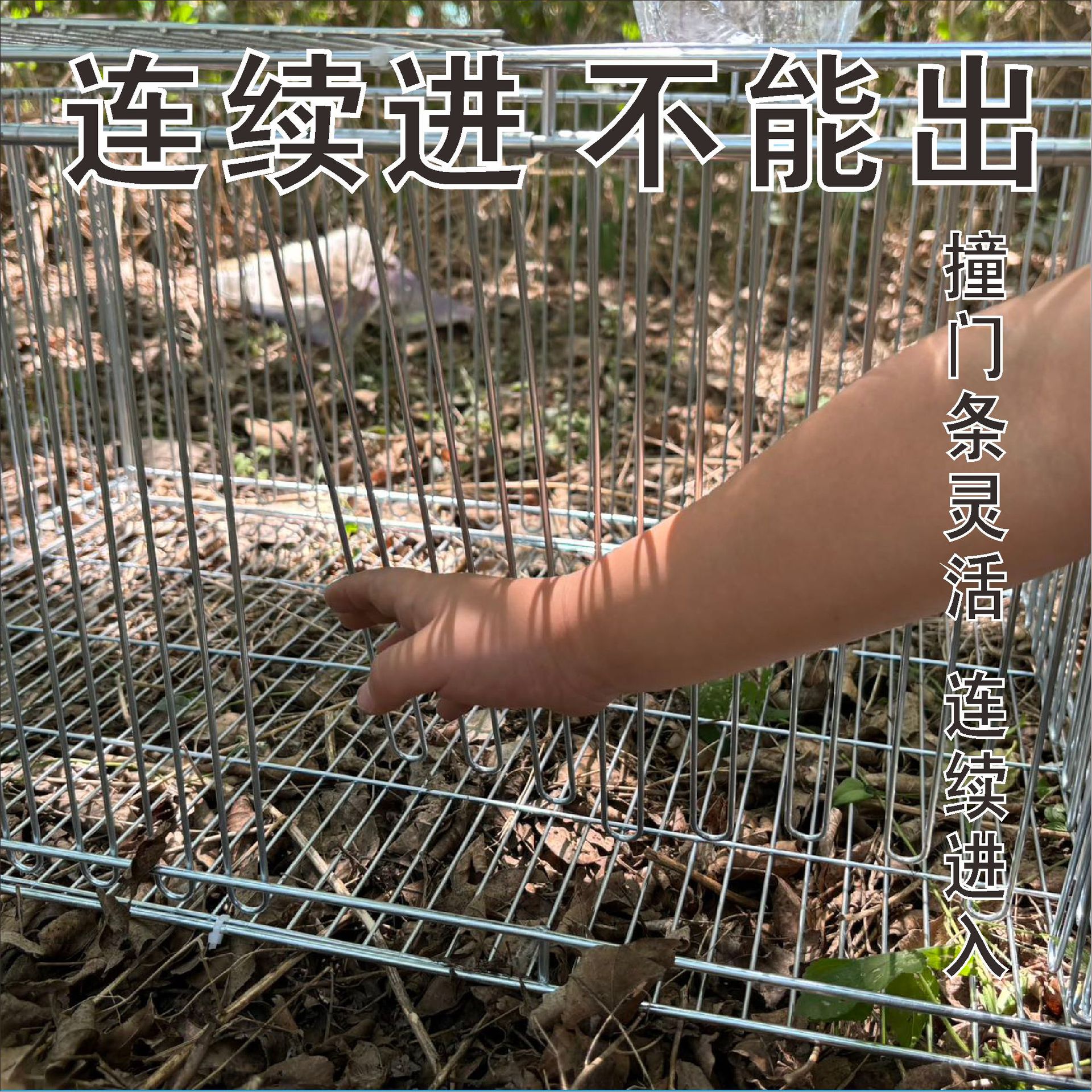 鸽子天落笼全自动防逃活络门只进不出鸡笼大号撞门收鸽神器收鸽子