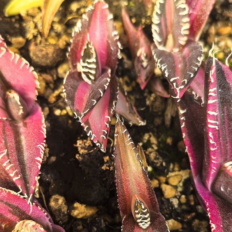 红狮中斑锦绿植多肉盆栽