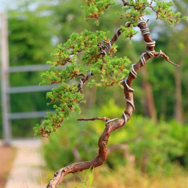 极速微型盆景地柏 刺柏 松柏类树桩盆景另售罗R汉松黄杨黑松五针