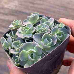 极速子持莲d华爆盆多肉子持莲华老桩多头大株盆栽组合桌面阳台室