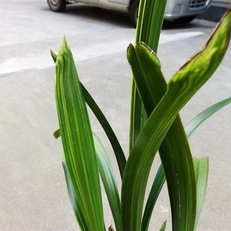 极速华辉兰苑实物l兰花墨兰精品线艺水晶神斧水晶(此盆4头苗)