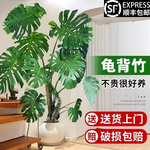 极速客厅大盆栽龟背竹室内客厅大叶老桩植物电视柜U旁边大型绿植
