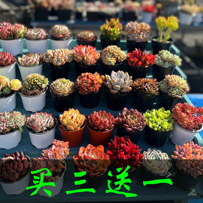 多肉老桩群生超大木质化肉肉花盆栽造型桩悬崖桩阳台好养