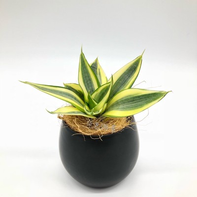 哈尼 哈尼虎耳兰 美叶哈尼 美叶小金边 虎耳兰虎皮兰水培植物绿植