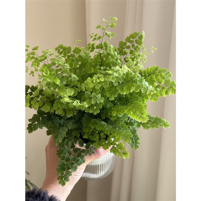 精品铁线蕨盆栽室内耐阴铁丝B草办公桌阳台常绿观叶绿植易活