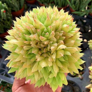 黄金凝脂菊 宝草玉露 百合科十二卷室内好养好易过冬观赏多肉植物