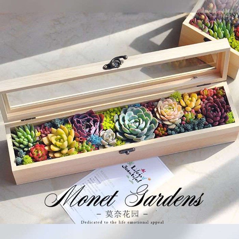 。多肉礼盒多肉植物组合盆栽女神节礼物多肉组合盆栽套装种好成品