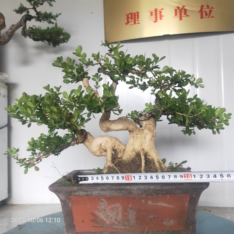 精品盆景瓜子黄杨老桩矮霸童子功江苏小叶白皮四季常青阳台庭院图片