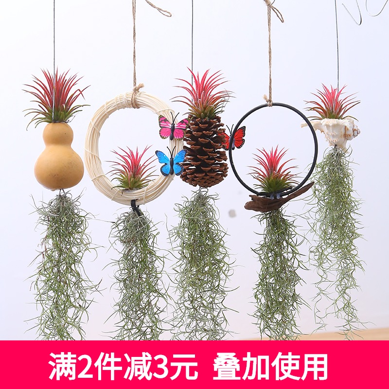空气凤梨无土植物老人须空气草松萝墙壁吊挂室内垂吊绿植花草