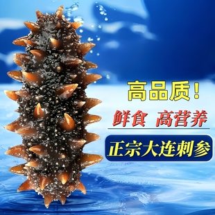 海参即食刺参大连海叁鲜活辽参干货野生海生500g营养单个装 袋礼盒