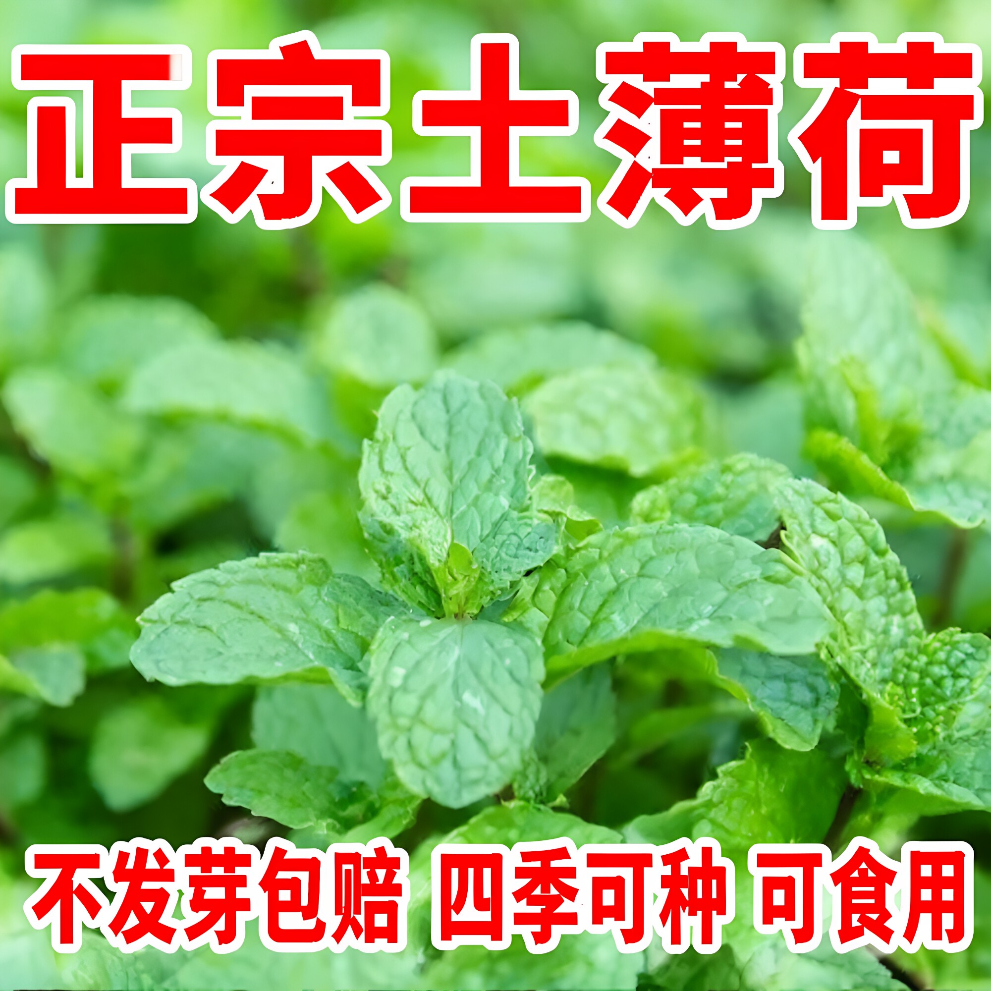 可食用四季薄荷花种子猫薄荷种籽薄荷草盆栽清凉耐热耐寒驱蚊好养
