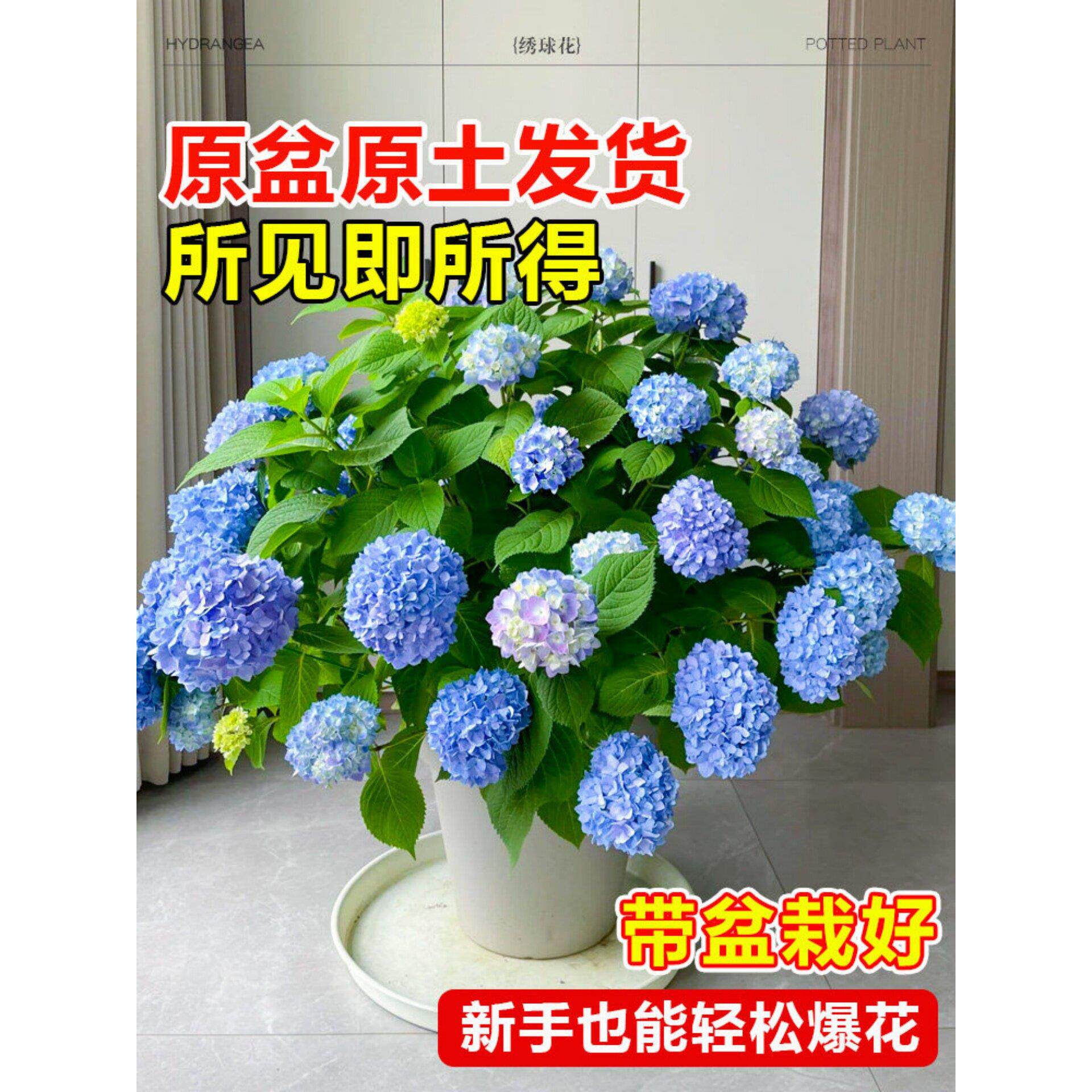 绣球花盆栽带苞无尽夏树苗