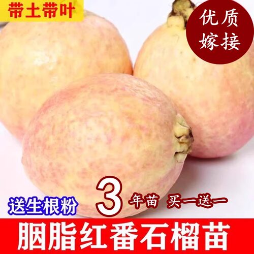 胭脂红番石榴嫁接苗红心芭乐四季结果台湾珍珠白心番石榴盆栽庭院