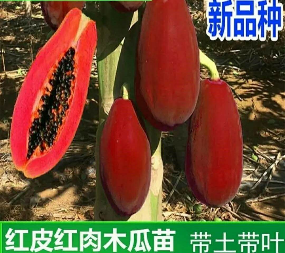 新品种红皮肉木瓜树苗冠台