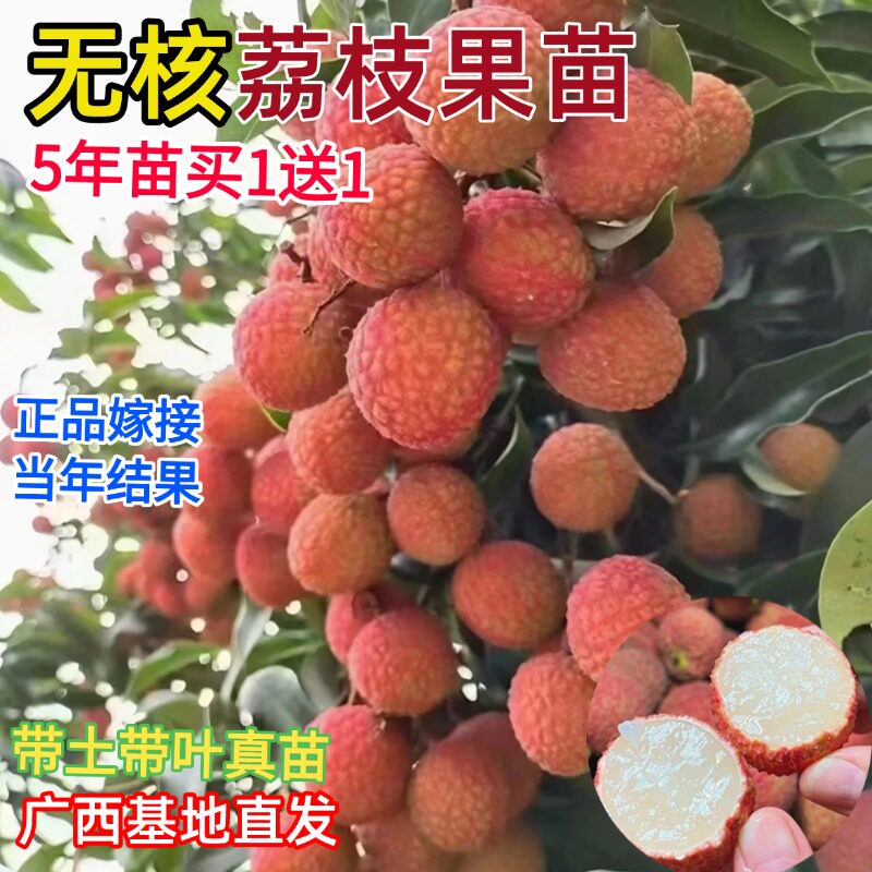 无核荔枝树苗妃子笑桂味果树苗盆栽地栽嫁接糯米糍水果苗当年结果