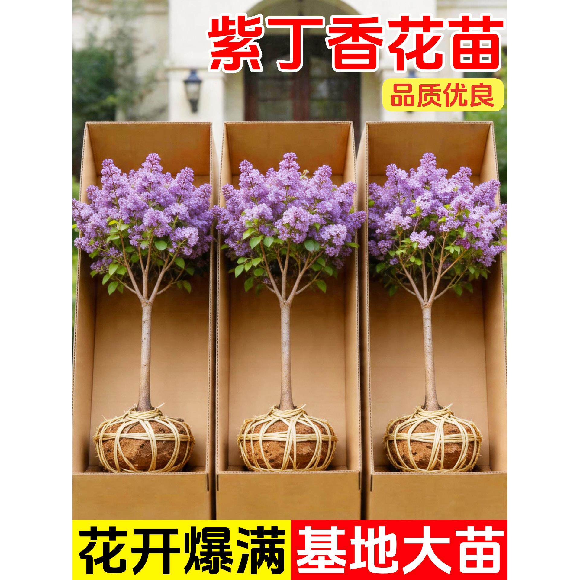 欧洲丁香花树苗盆栽小紫色