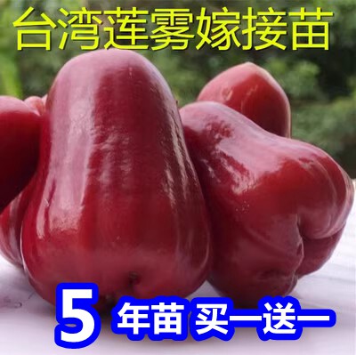 台湾莲雾嫁接果树苗黑金刚