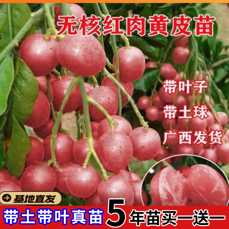 黄皮树无核香蜜嫁接果树苗贵妃黄皮苗黑金刚紫肉鸡心黄皮树苗带土
