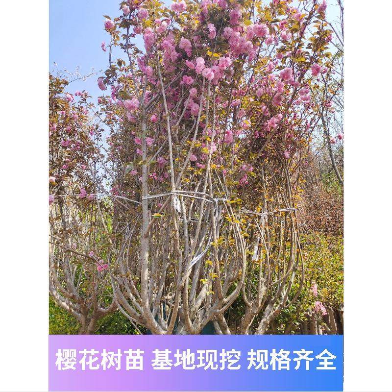 樱花树苗庭院地栽日本樱花苗晚樱耐寒风景树大型绿化植物花卉盆栽