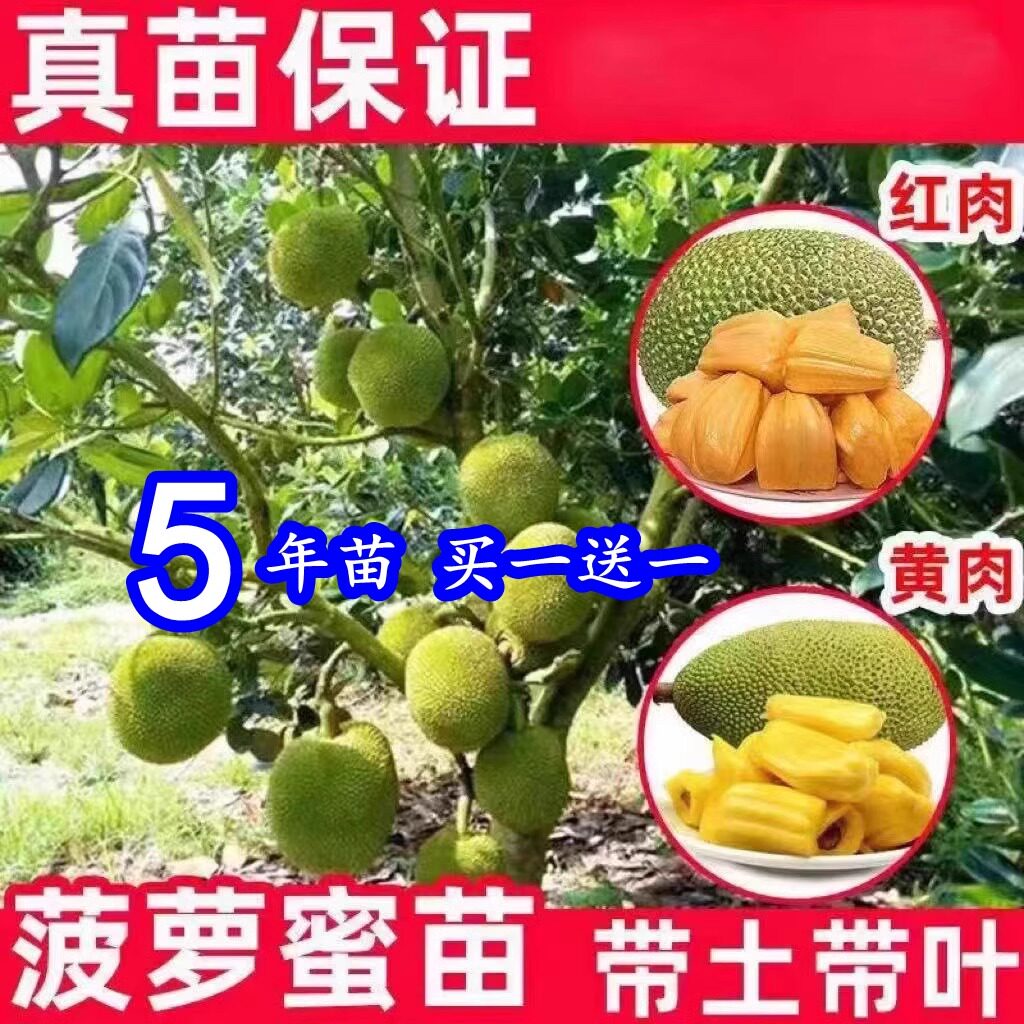 海南四季菠萝蜜树苗嫁接菠萝蜜树苗泰国红肉萝蜜果树苗营养杯