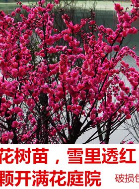原生红梅花树苗浓香红梅腊梅庭院地栽盆栽室外耐寒风景树植物花卉