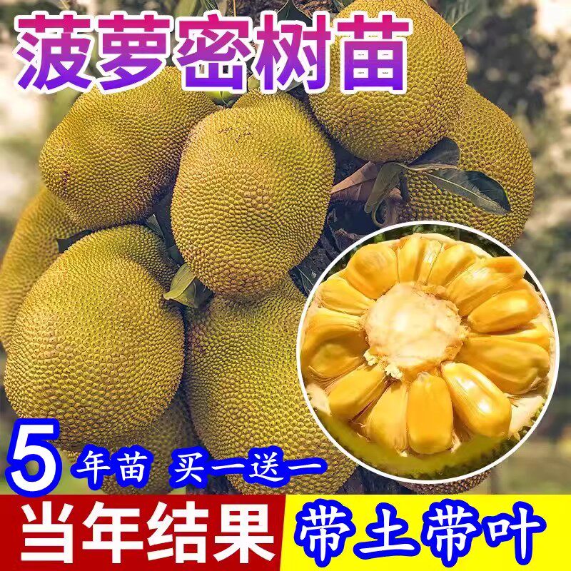 新品种红皮红肉菠萝蜜嫁接树苗木菠萝苗马来西亚当年结果带土带叶