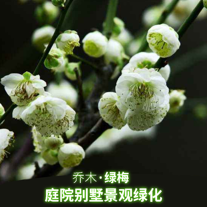 原生绿梅花树苗耐寒地栽盆栽庭院绿萼梅花卉植物室外绿化高杆绿梅