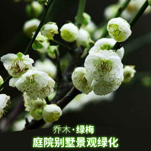 原生绿梅花树苗耐寒地栽盆栽庭院绿萼梅花卉植物室外绿化高杆绿梅