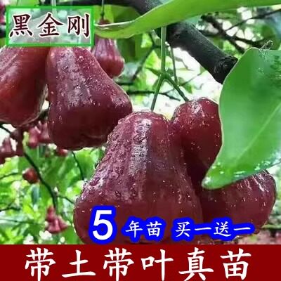 大叶红黑糖芭比莲雾苗黑金刚连雾嫁接果树苗盆栽地栽南北方种植苗