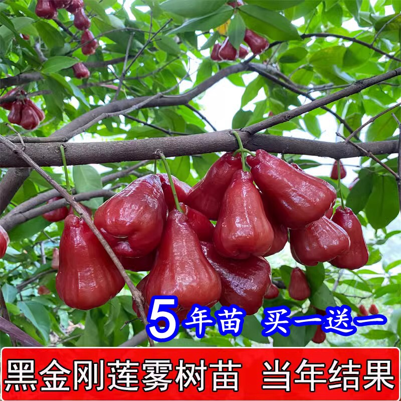黑金刚连雾嫁接苗台湾大叶