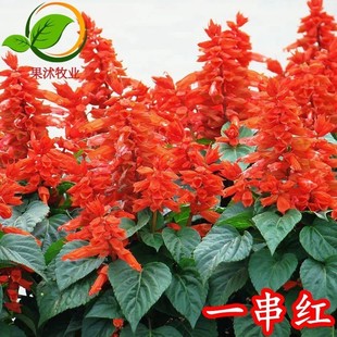 一串红种子矮杆炮仗象牙西洋红种籽串串红花庭院盆栽花海植物花卉