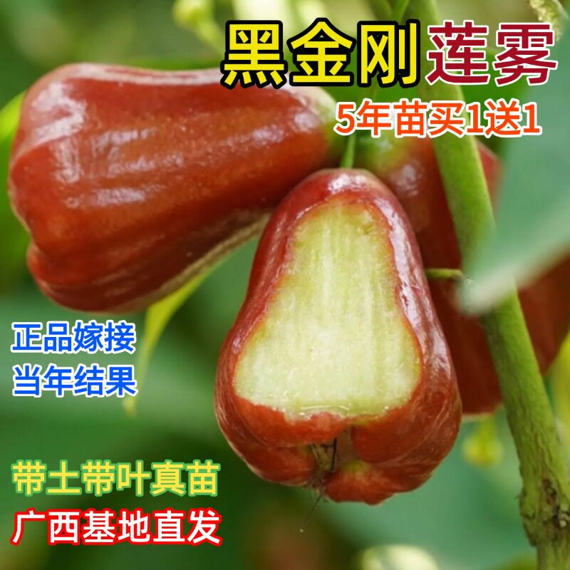 黑金刚莲雾果树苗台湾大叶红莲雾嫁接苗当年结果南方北方地栽盆栽