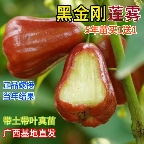 黑金刚莲雾果树苗台湾大叶红莲雾嫁接苗当年结果南方北方地栽盆栽
