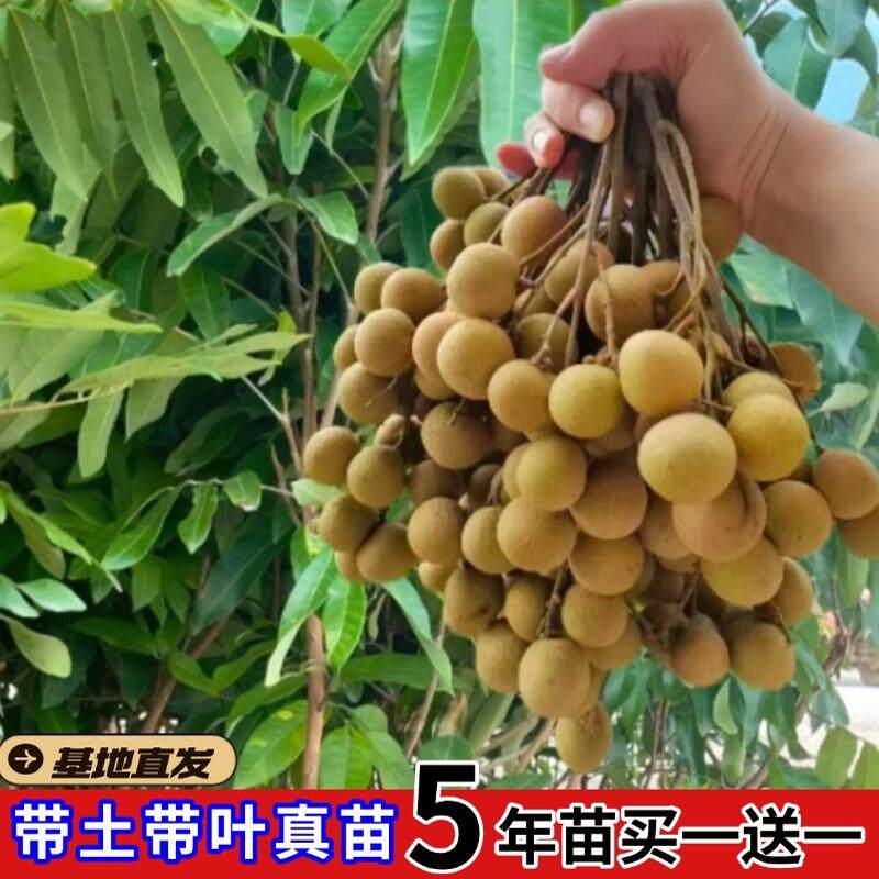 四季龙眼嫁接树苗无核龙眼苗盆栽南北方种植石硖储良地栽当年结果
