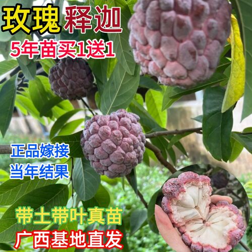 榴莲释迦果嫁接树苗台湾凤梨大目释迦番荔枝树苗南北方种当年结果